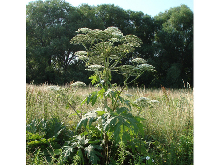 Riesenbärenklau in der Wiese