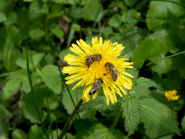  Löwenzahn (Taraxacum officinale) – Blütenstand aufrechtstehend (Vergrößert das Bild in einem Dialog Fenster)